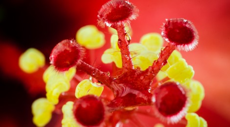 The Art of Chrysanthemums